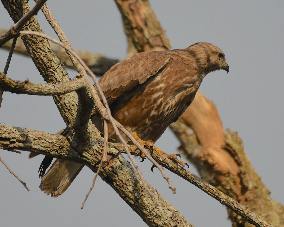 Mäusebussard - ML553687911