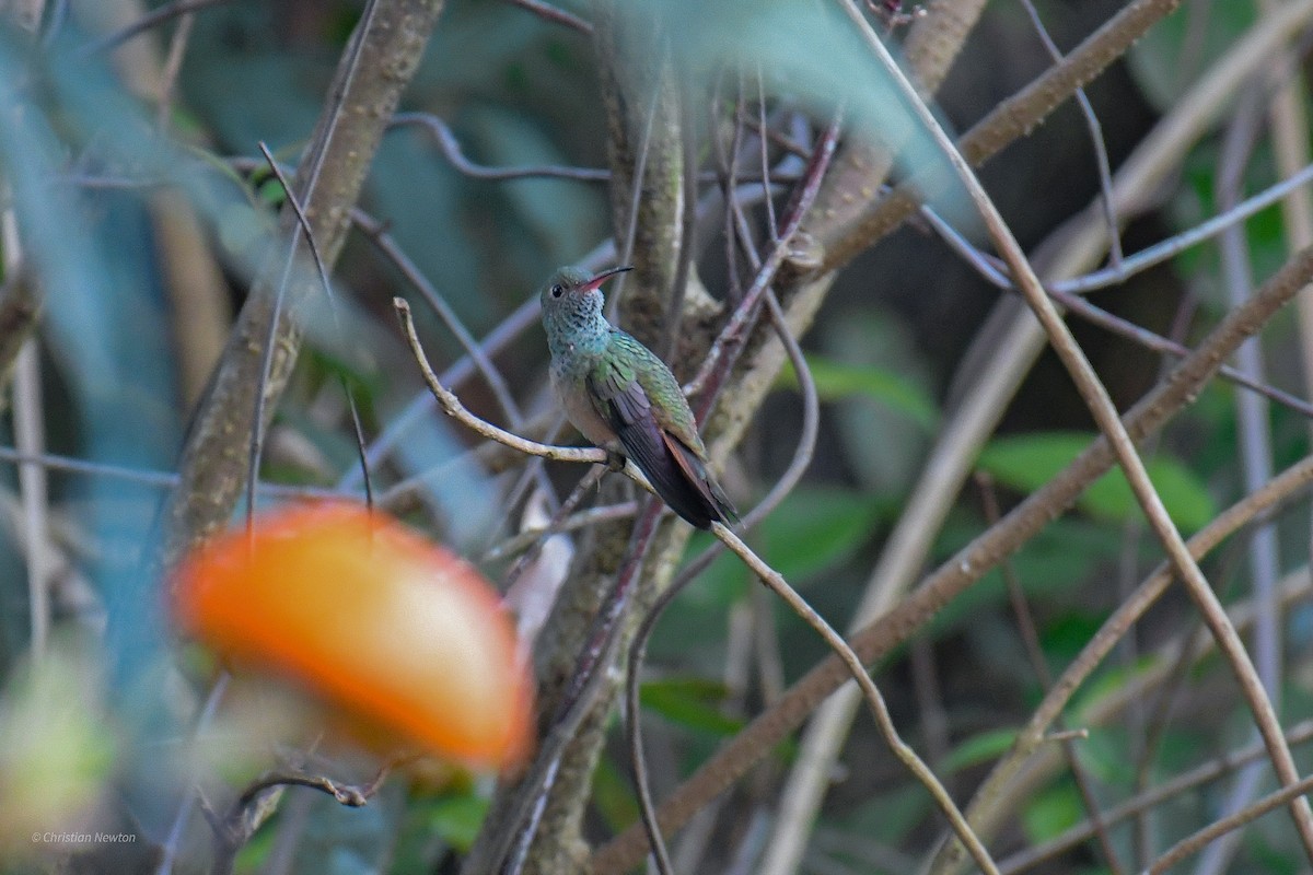 Buff-bellied Hummingbird - ML553688631