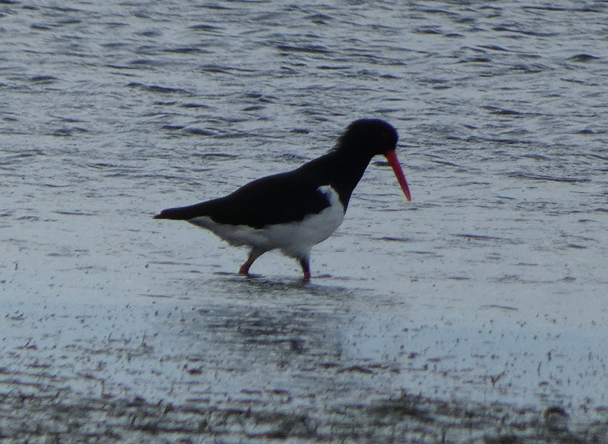 Pied Oystercatcher - ML553689241