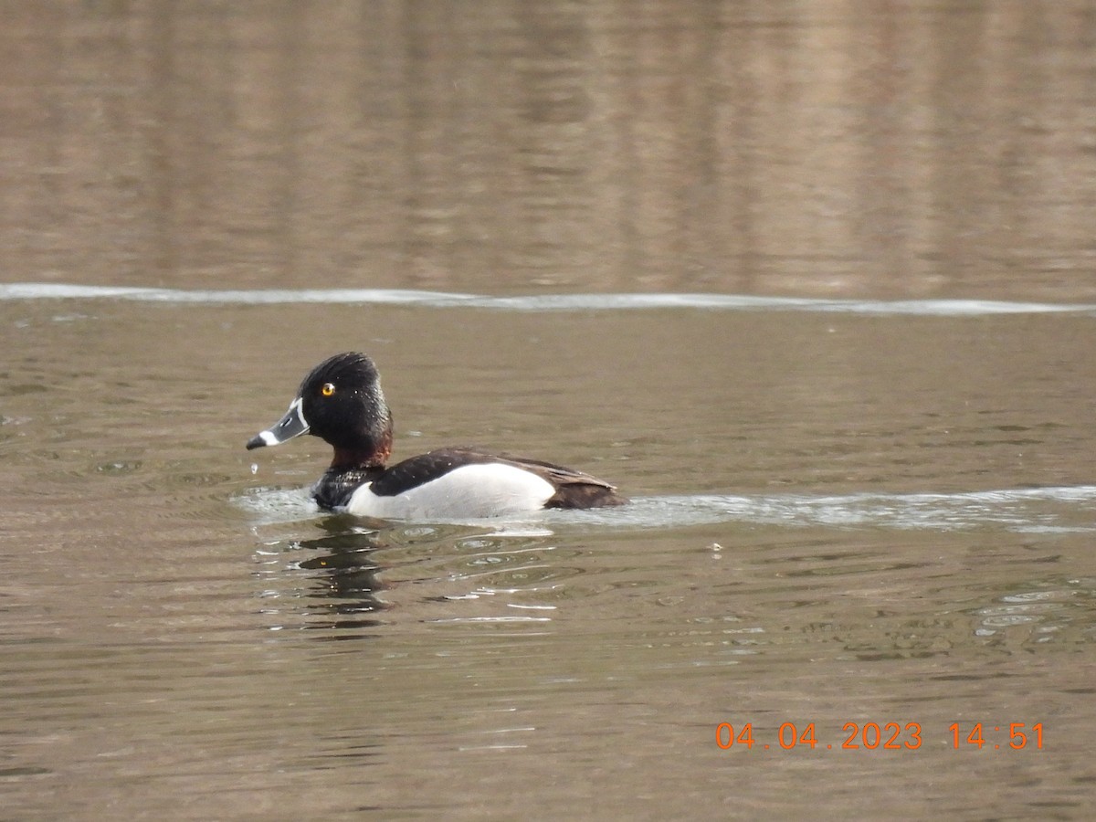 Ring-necked Duck - ML553689401