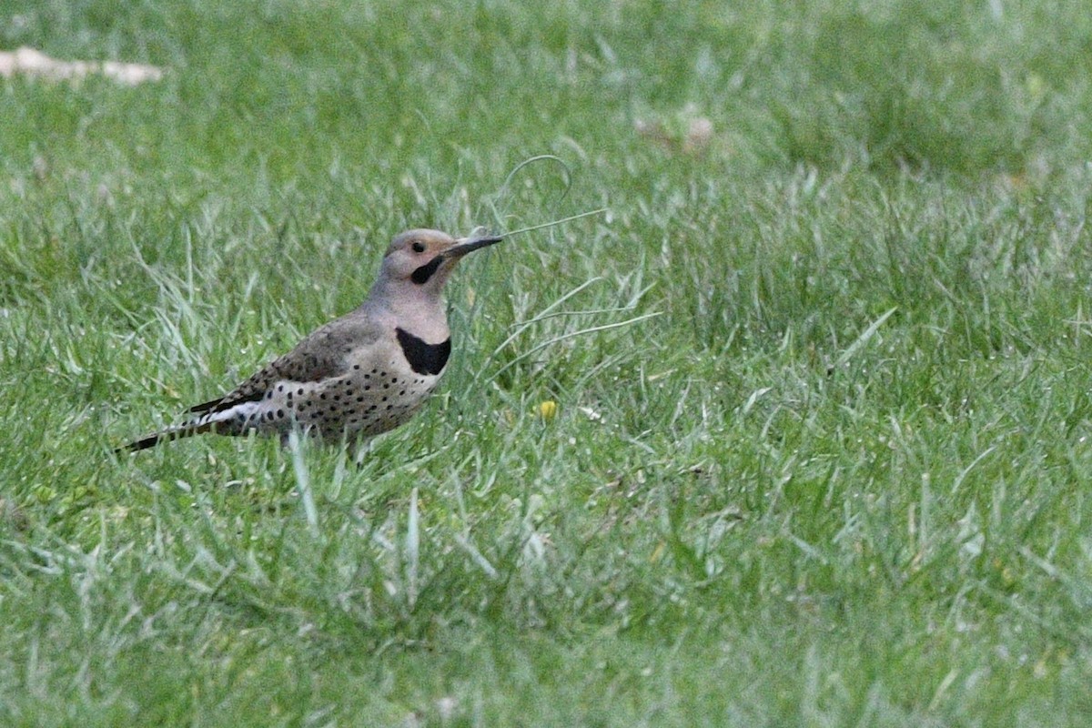 Northern Flicker - ML553689851