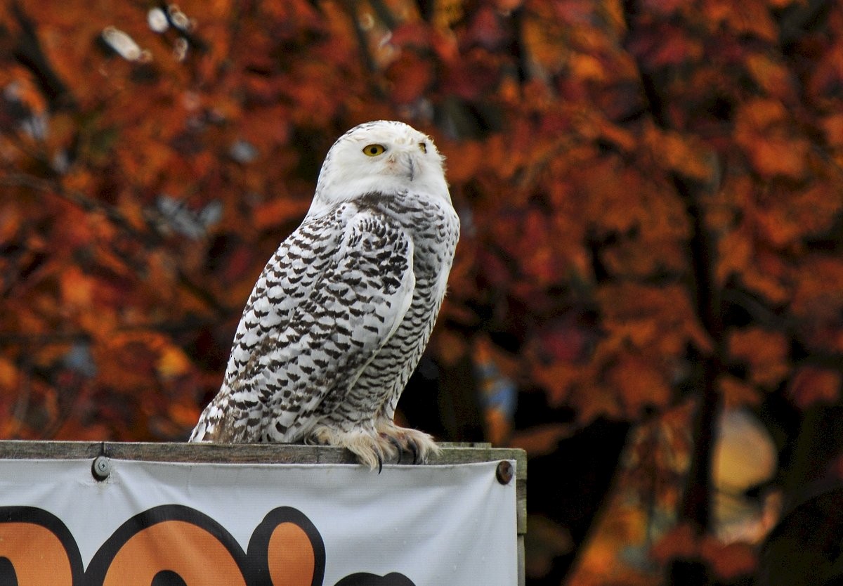 Snowy Owl - Gord Gadsden