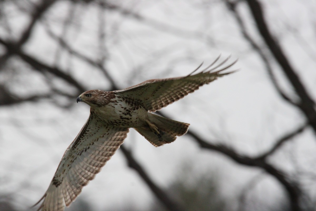 Red-tailed Hawk - ML553693471