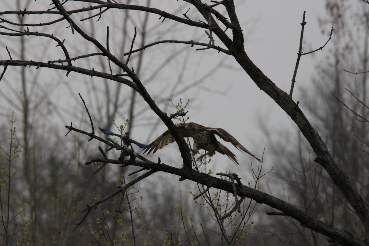 Red-tailed Hawk - ML553693511