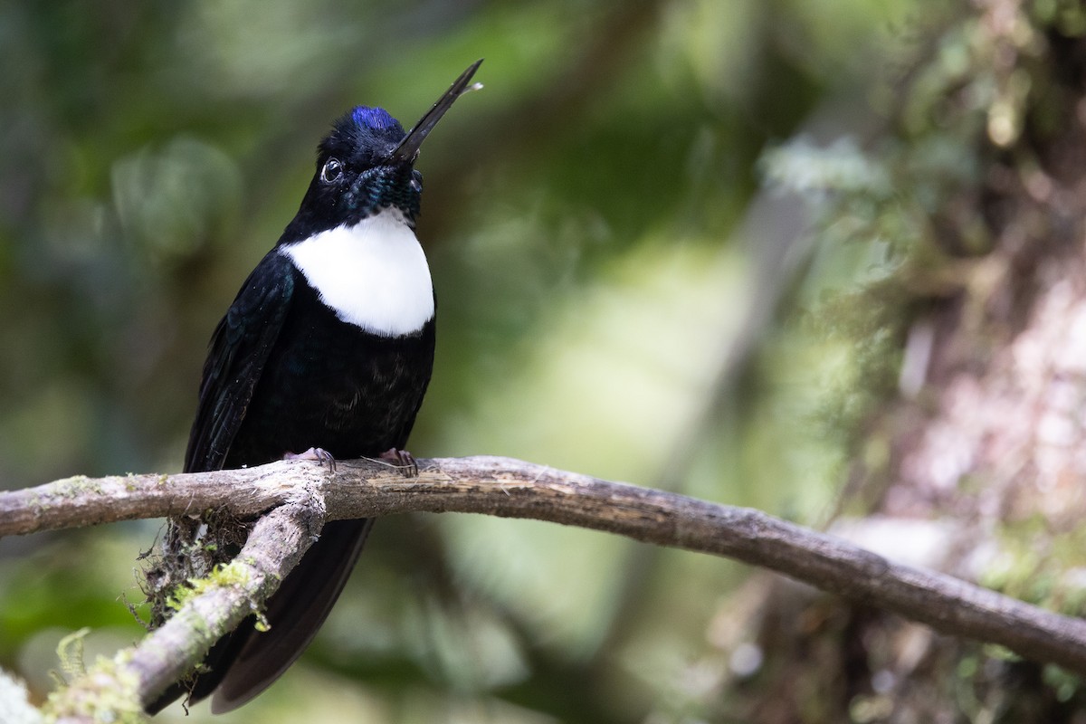 Collared Inca - John Rogers