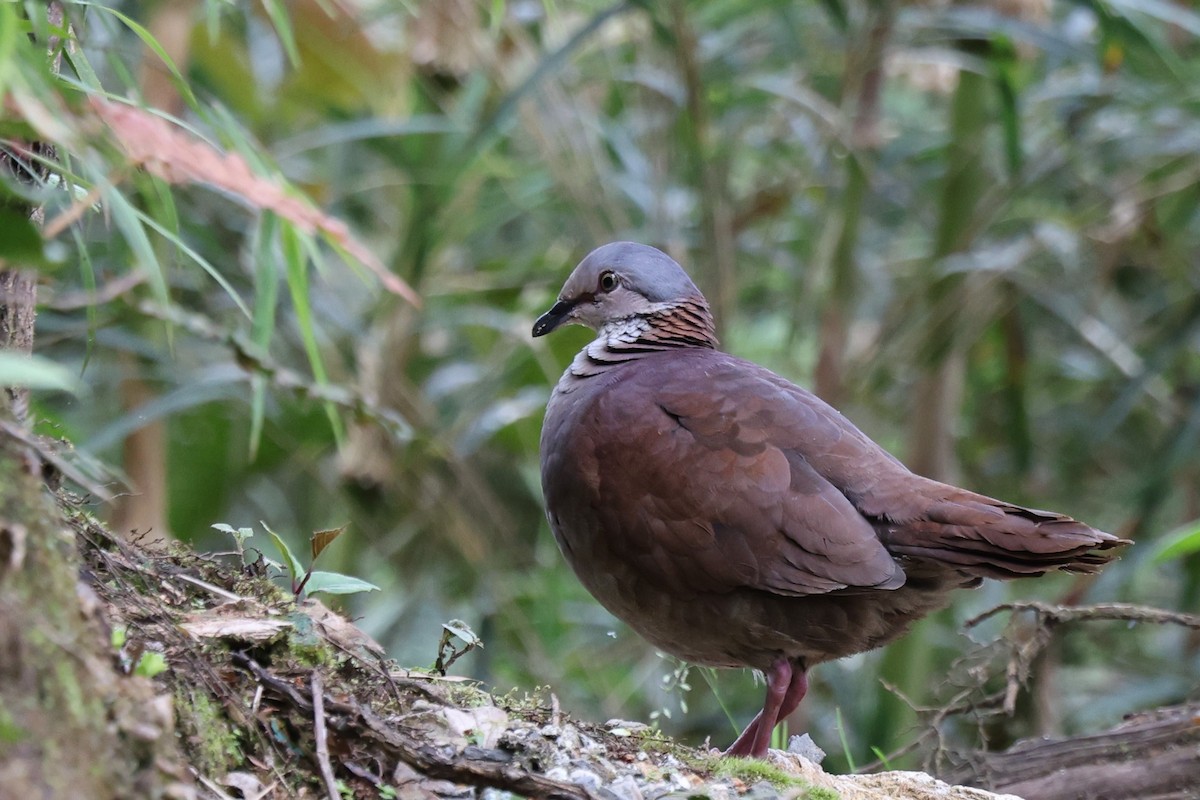 White-throated Quail-Dove - ML553695041