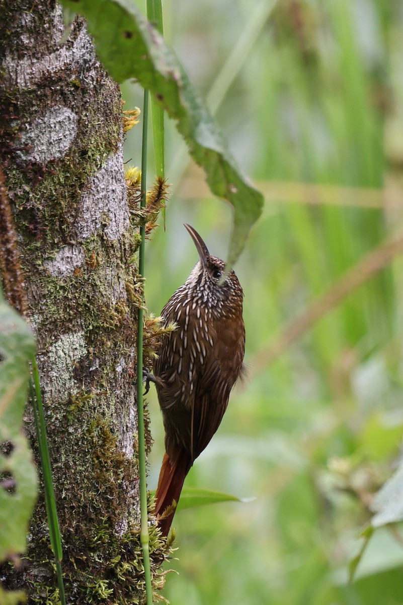 Montane Woodcreeper - John Rogers