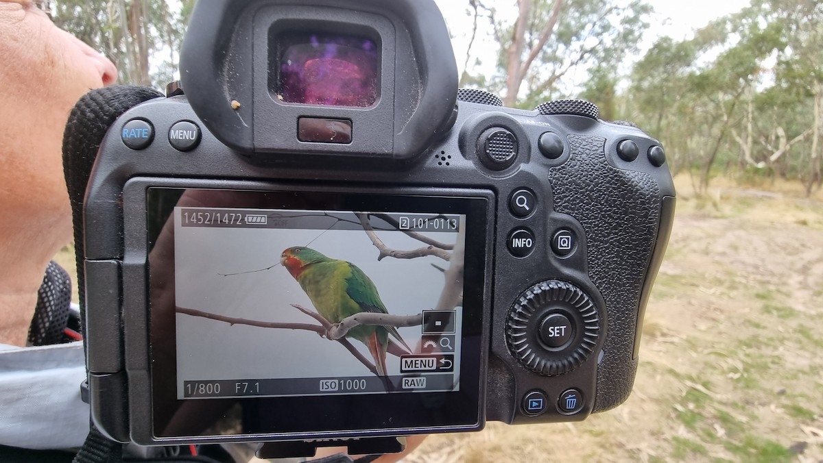 eBird Checklist - 5 Apr 2023 - La Trobe University Bundoora--Nangak ...
