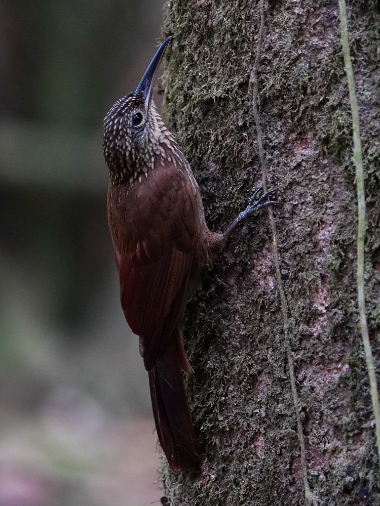 Cocoa Woodcreeper - Carlos Ulate