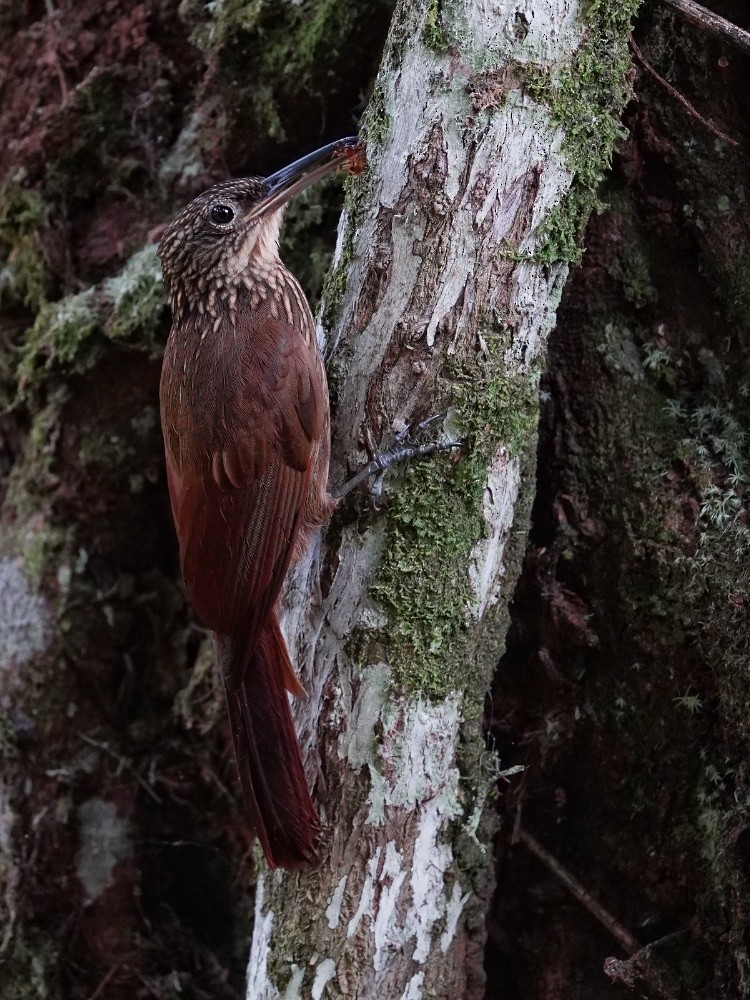 Cocoa Woodcreeper - Carlos Ulate