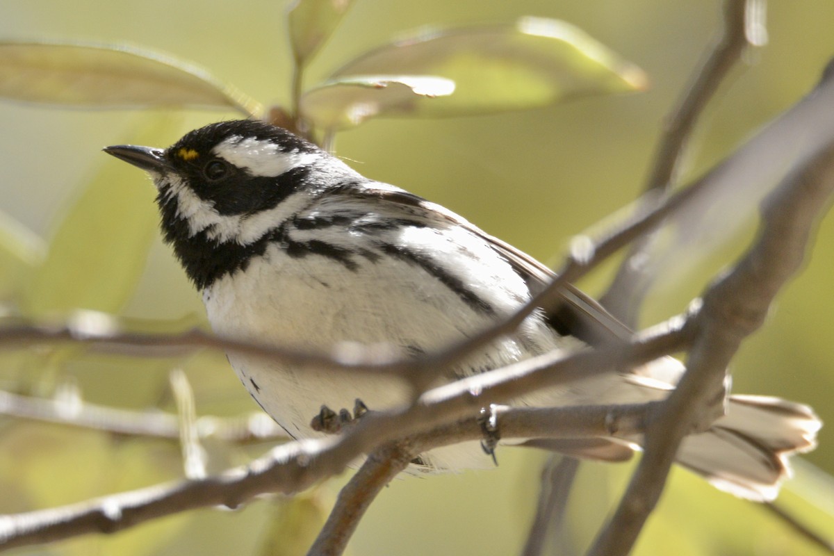 Black-throated Gray Warbler - David Gersten