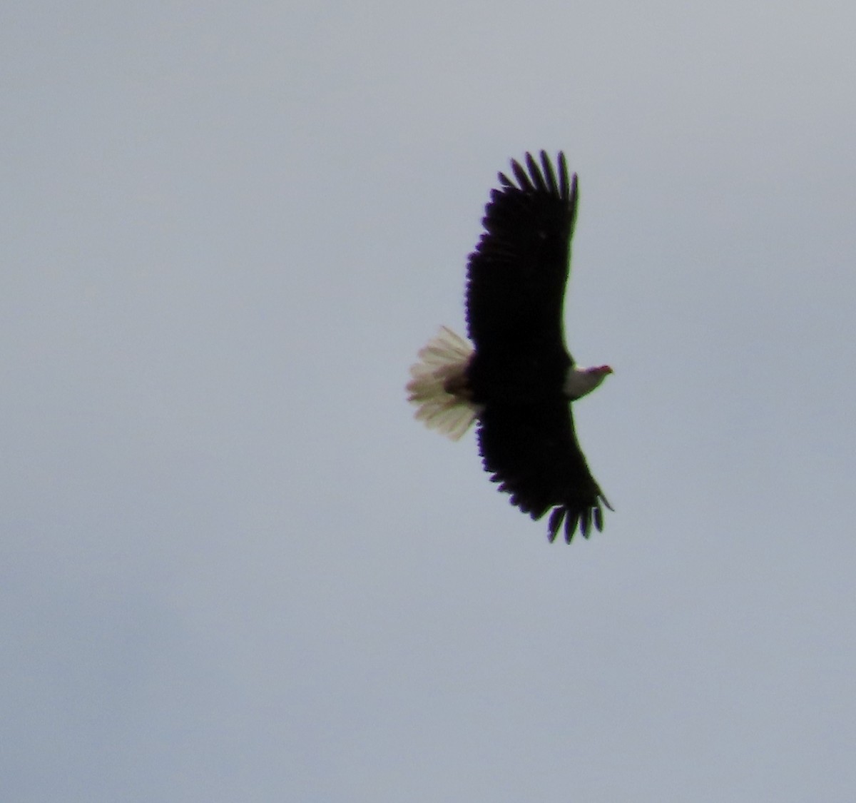 Weißkopf-Seeadler - ML553700261