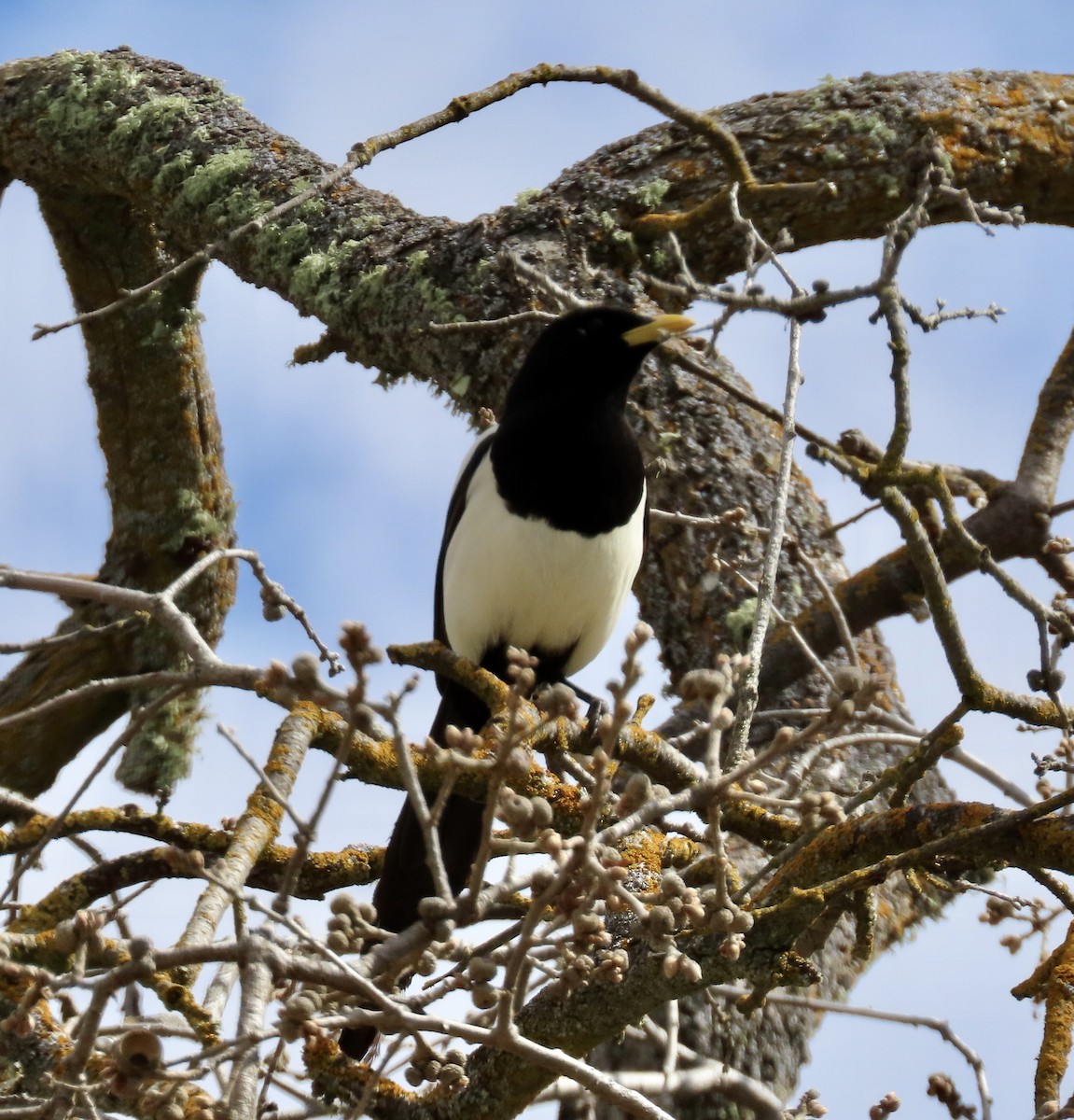 Yellow-billed Magpie - ML553700521