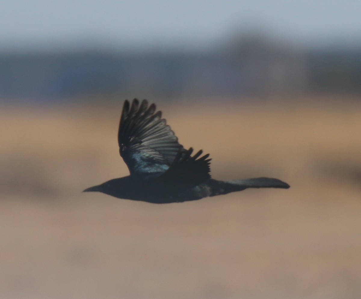 Boat-tailed Grackle - ML55370061