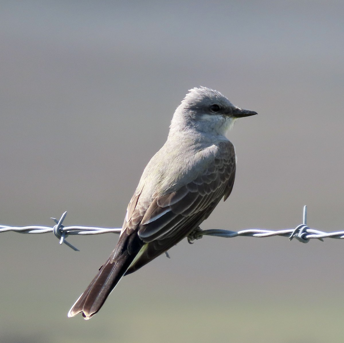 Western Kingbird - ML553700901