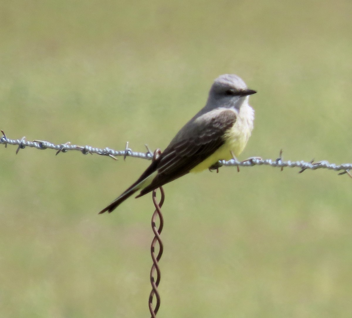 Western Kingbird - ML553700911