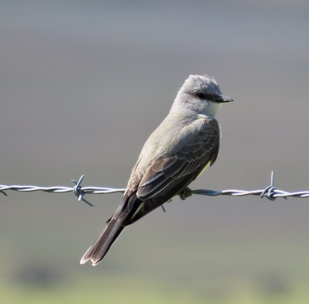 Western Kingbird - ML553700921