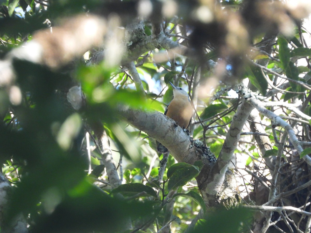 Beautiful Nuthatch - Santi St