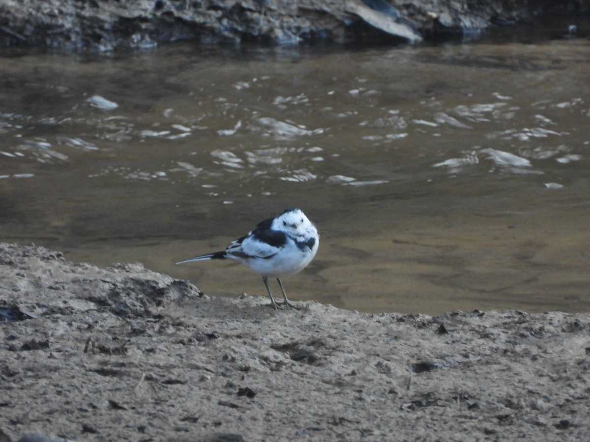 White Wagtail - Santi St