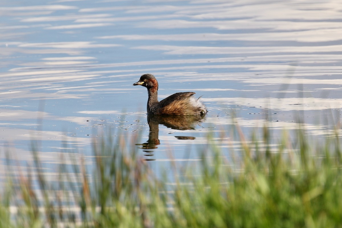 Australasian Grebe - ML553702821