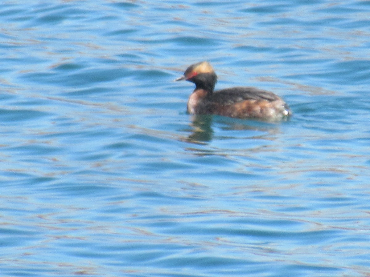 Horned Grebe - Felice  Lyons