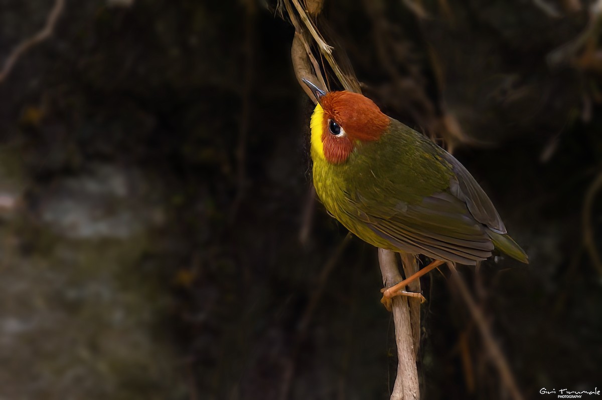 Chestnut-headed Tesia - Giri Tirumale