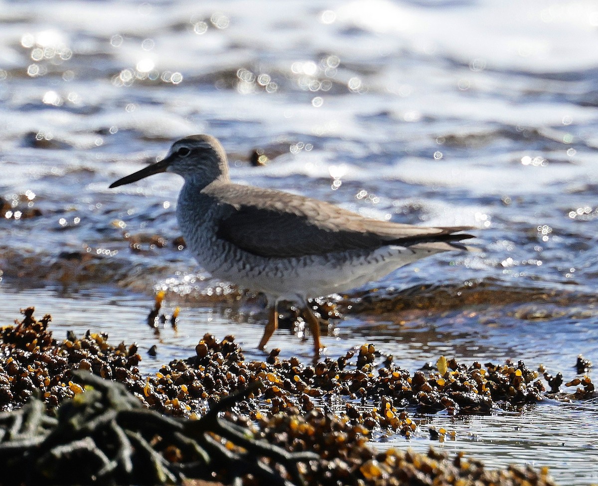 Wandering Tattler - ML553704691