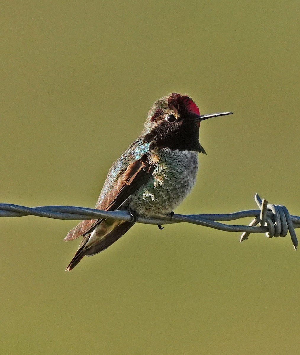 Anna's Hummingbird - ML553704891