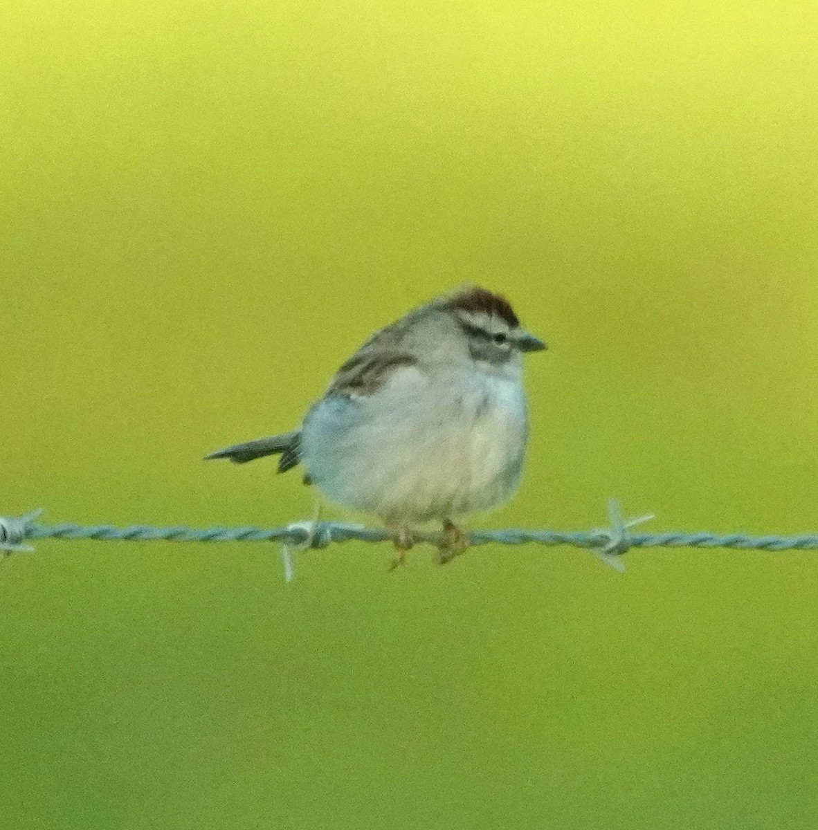 Chipping Sparrow - Barbara Leary