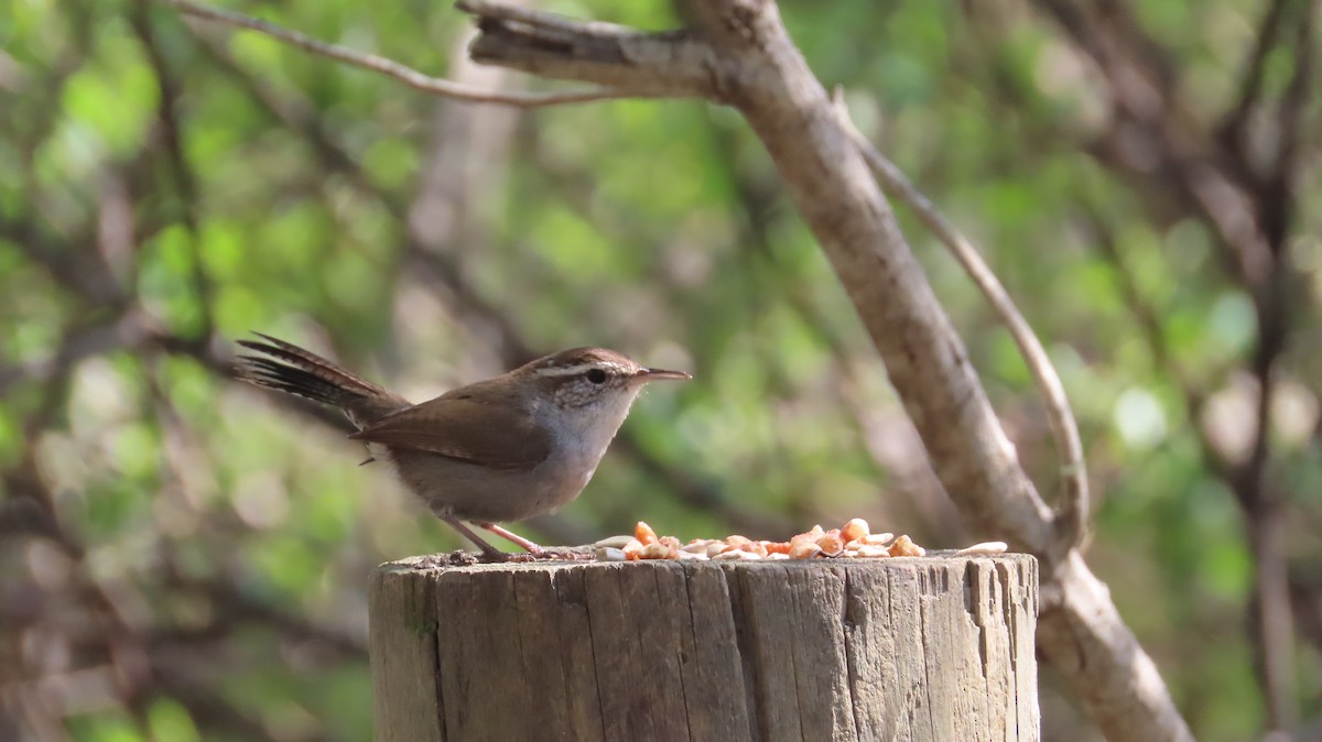 Bewick's Wren - ML553706561