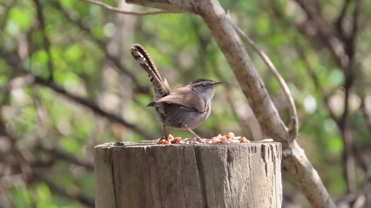Bewick's Wren - ML553706571