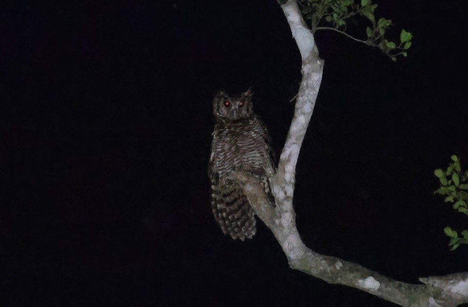 Fraser's Eagle-Owl (Western) - ML553707771