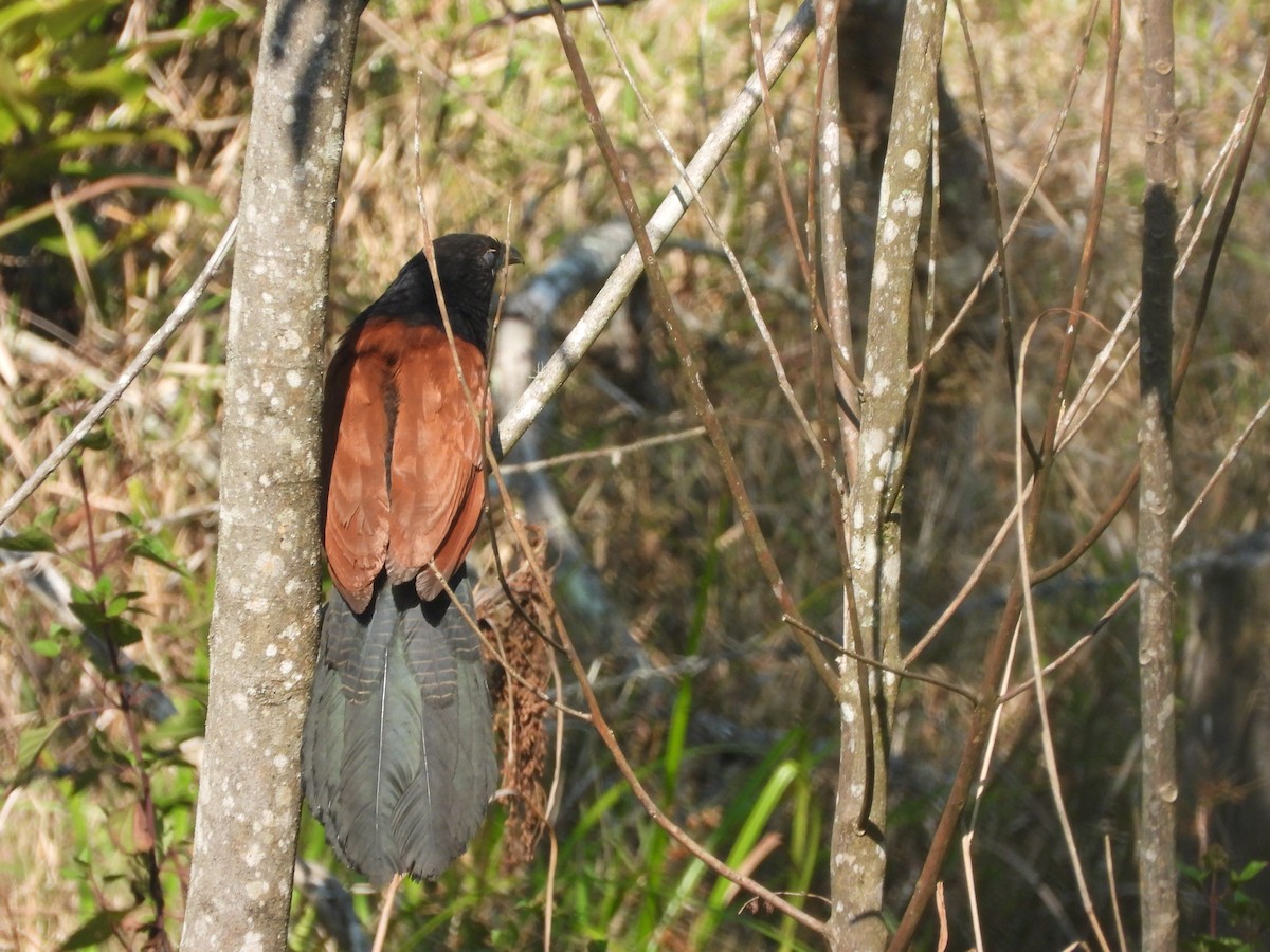 Greater Coucal - ML553708261