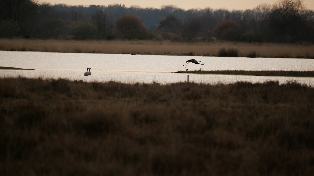 Common Crane - ML553708271