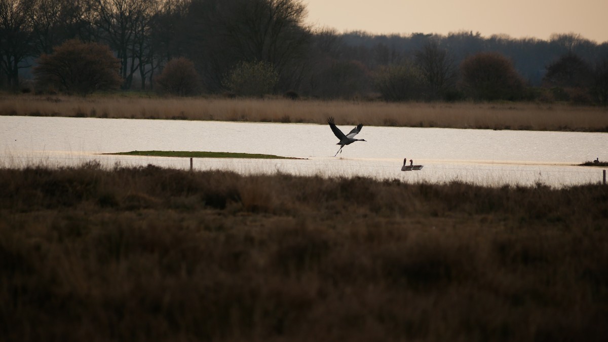 Common Crane - Ronald Pap