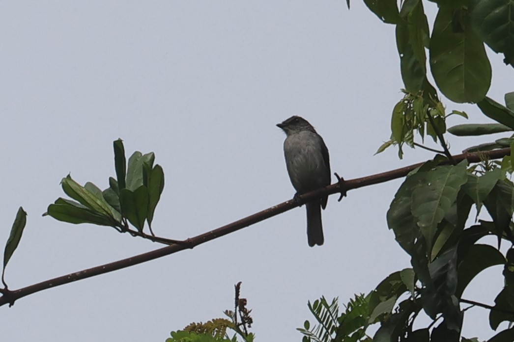 Tessmann's Flycatcher - Charley Hesse TROPICAL BIRDING