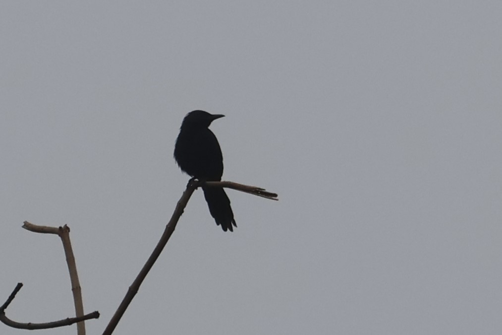 Chestnut-winged Starling (Hartlaub's) - Charley Hesse TROPICAL BIRDING