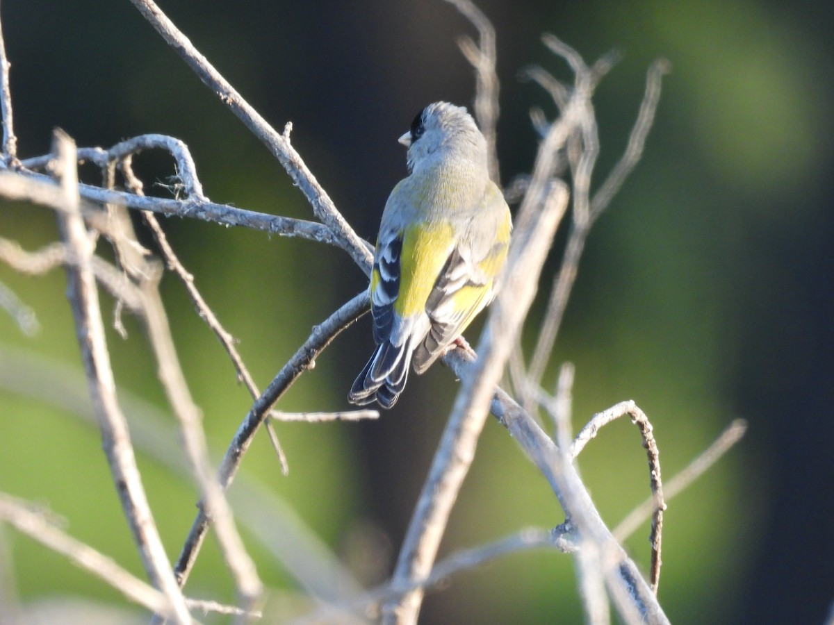 Lawrence's Goldfinch - ML553710751