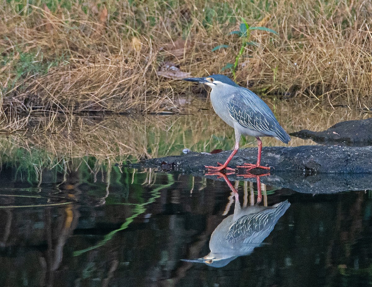 Striated Heron - ML553710901