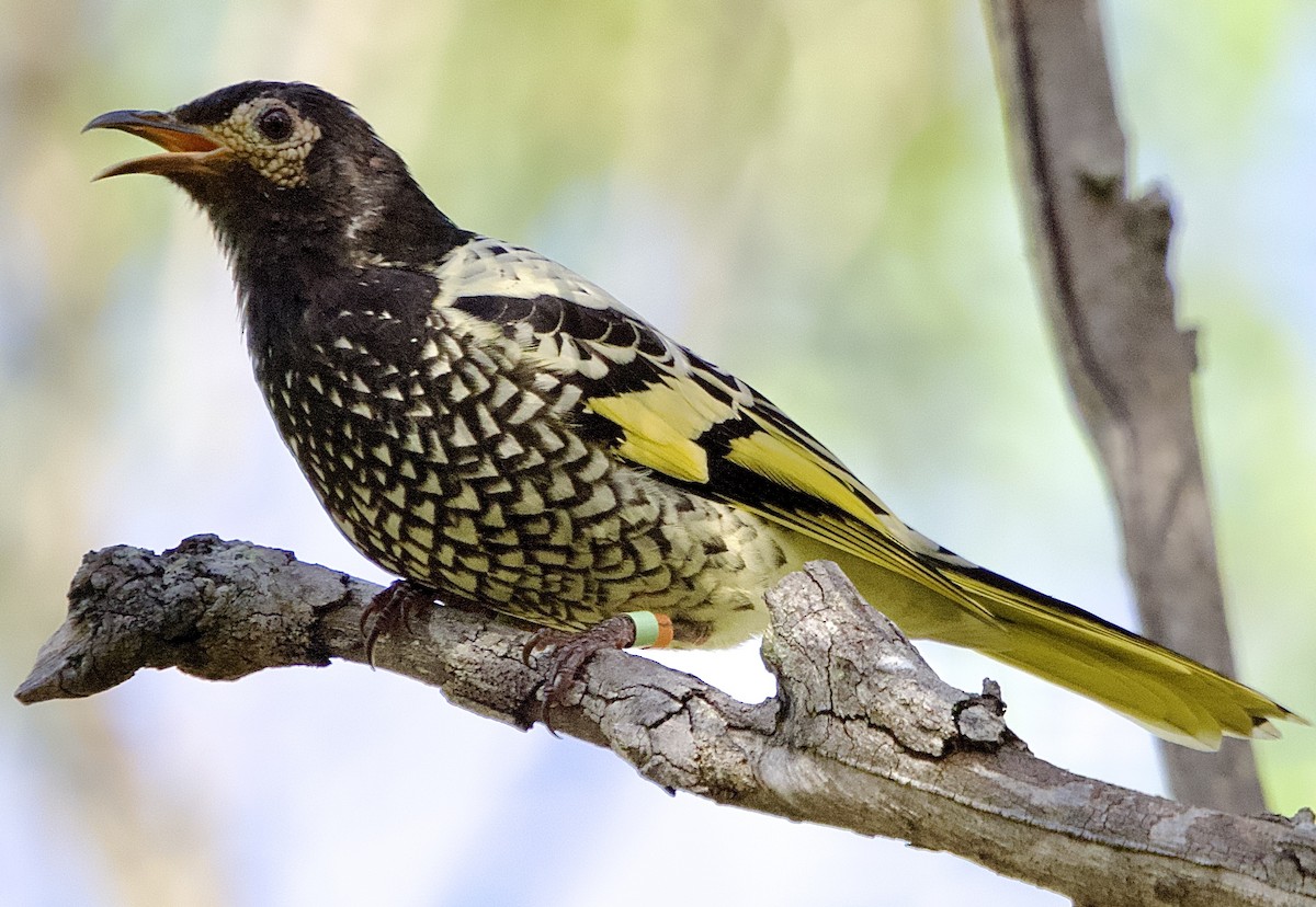 Regent Honeyeater - Allan Johns