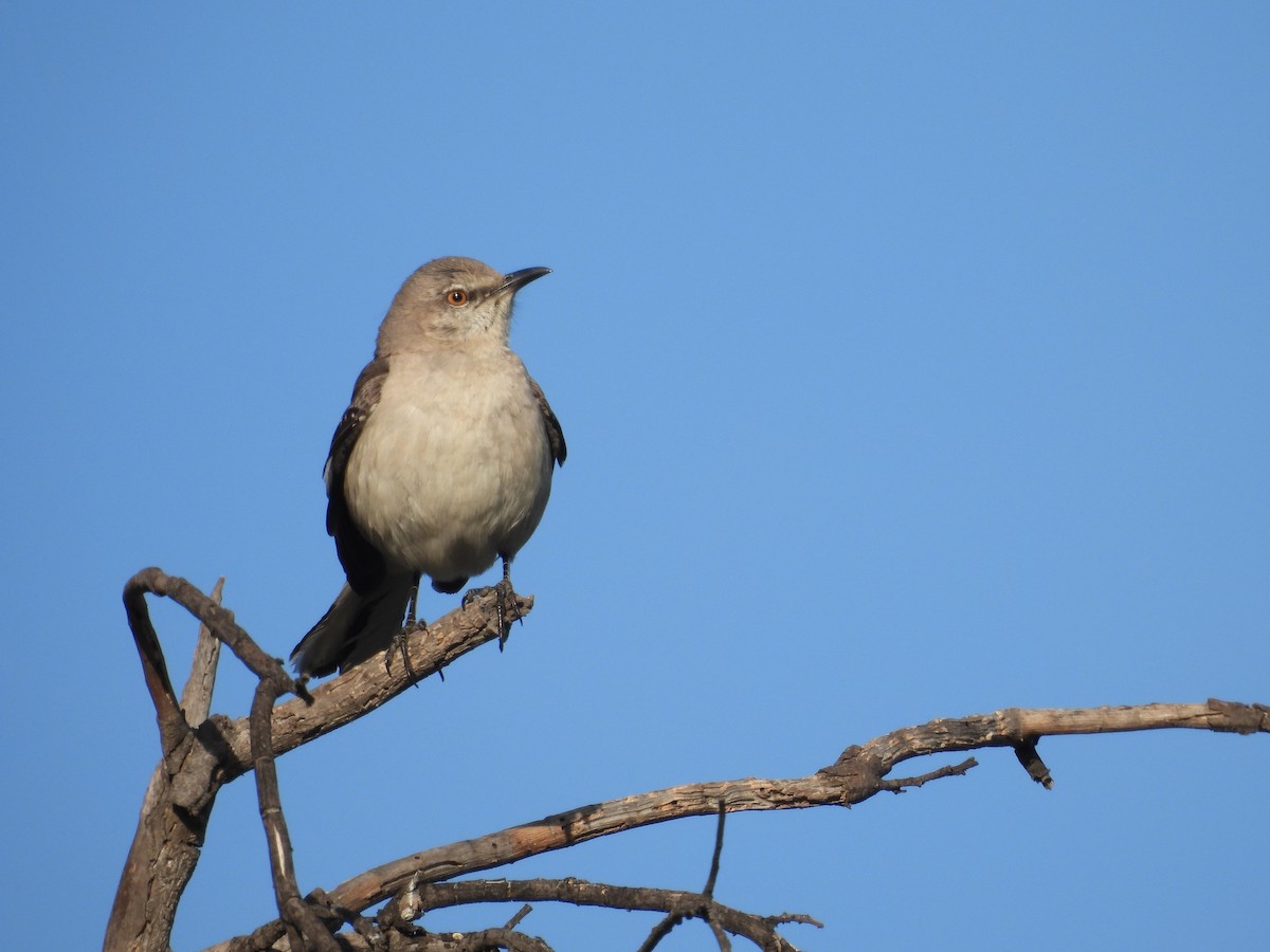 Northern Mockingbird - ML553711051