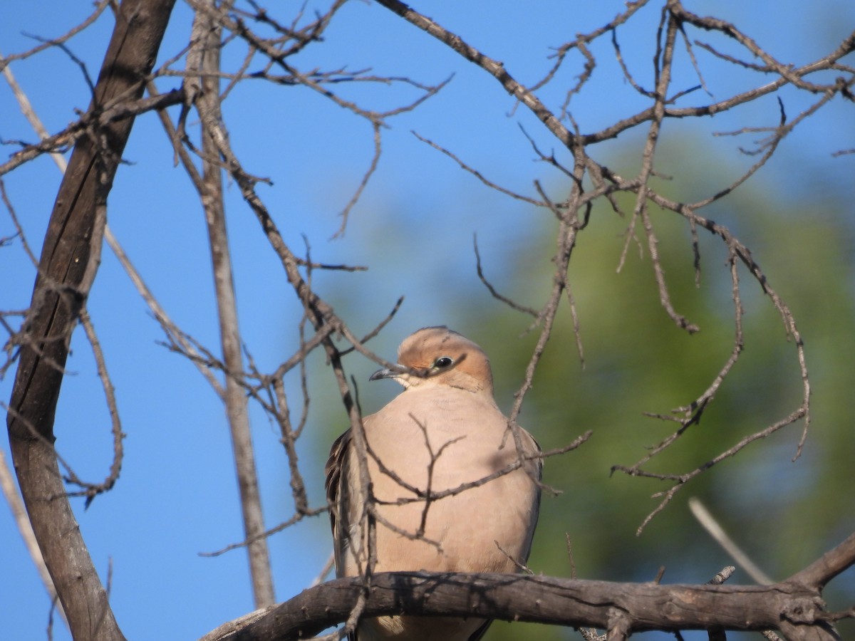 Mourning Dove - Ralph Carlson