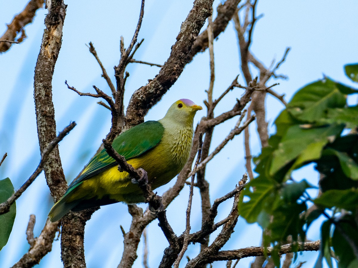 Raiatea Fruit-Dove - Mike Greenfelder