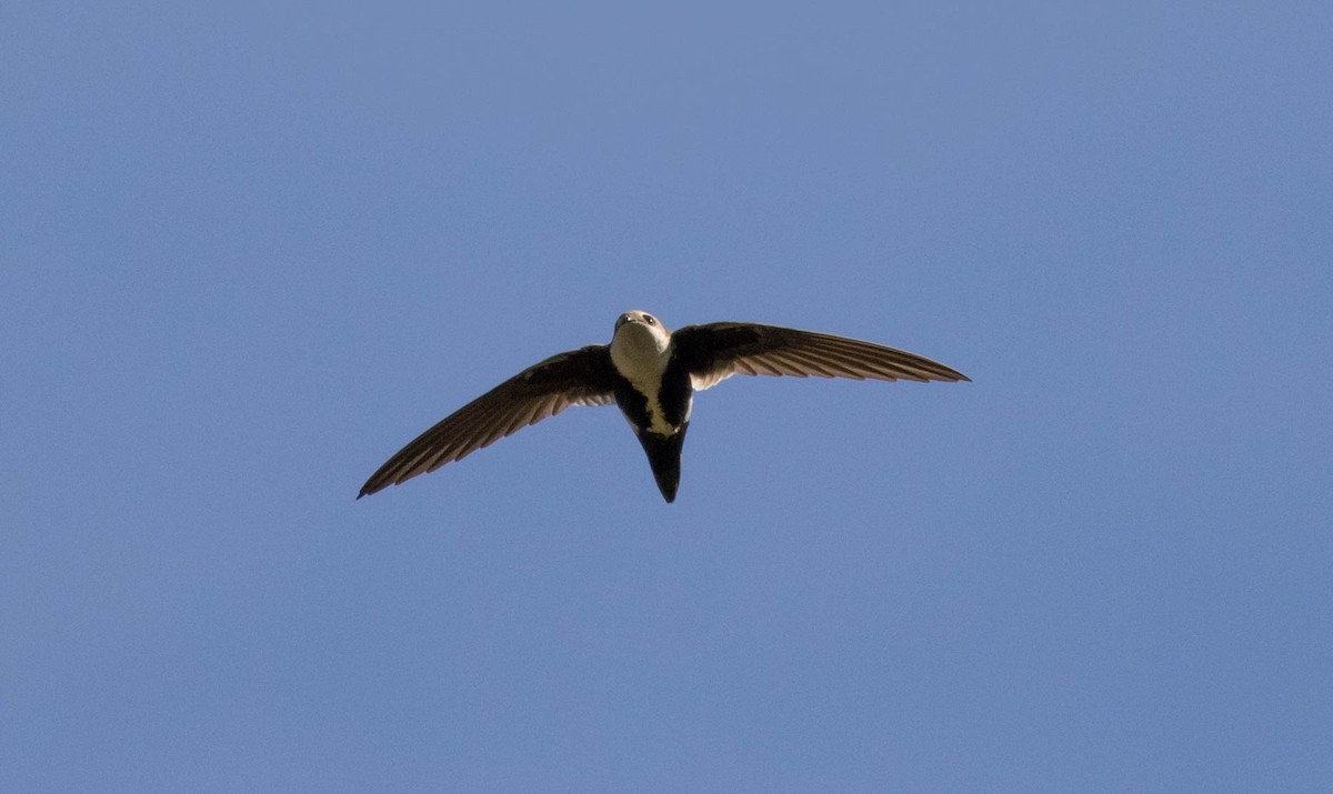 White-throated Swift - Mel Senac