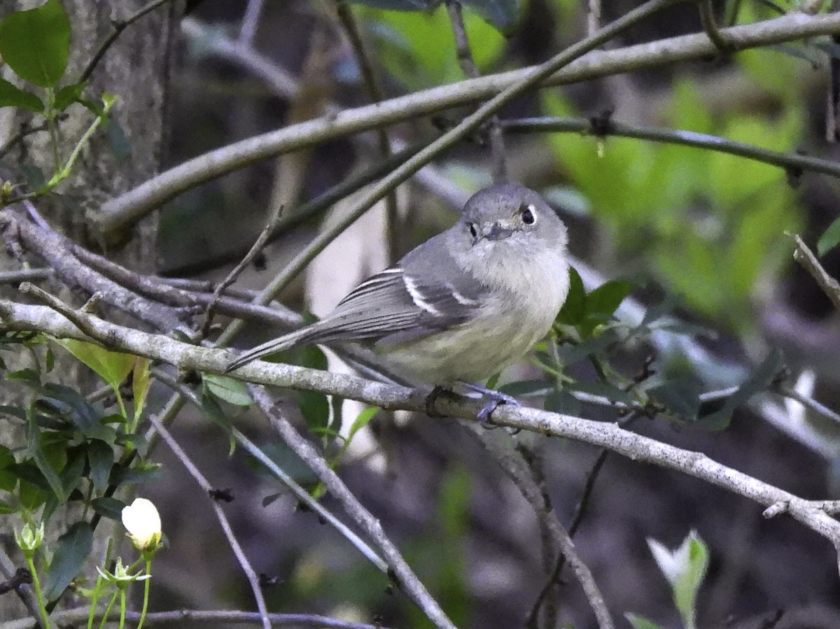 Hutton's Vireo - ML553713781