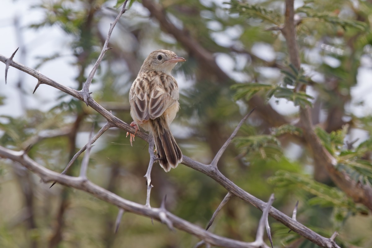 Desert Cisticola - ML553718711