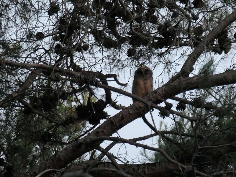 Eurasian Eagle-Owl - ML553719661