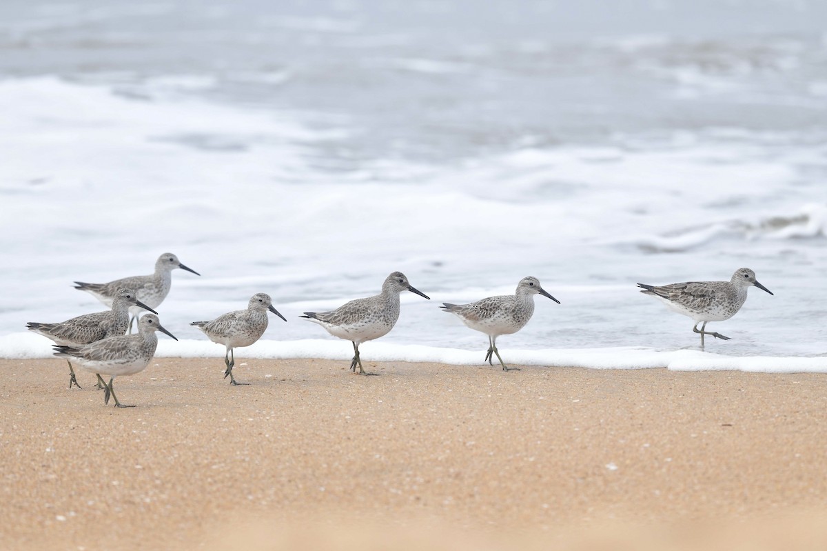 Great Knot - ML553720021