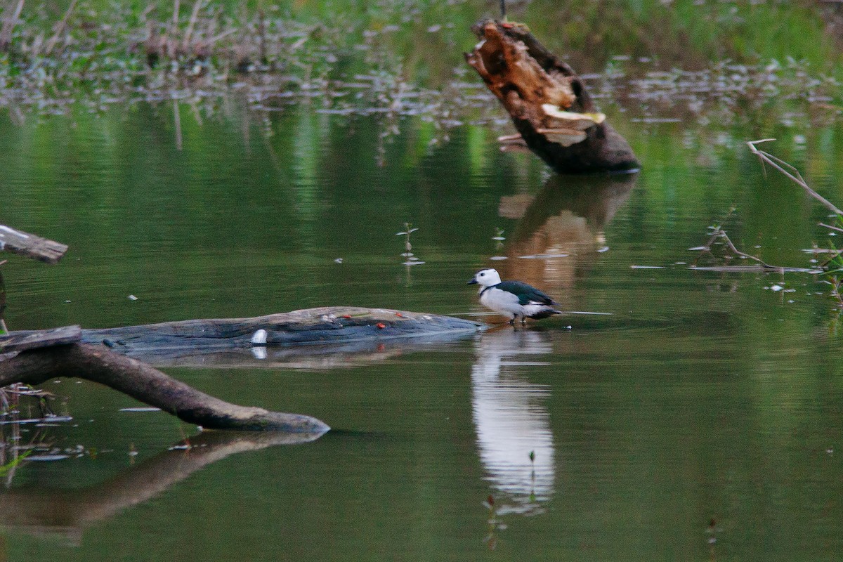 Cotton Pygmy-Goose - ML553721001