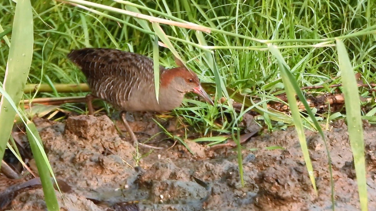 Slaty-breasted Rail - ML553724031